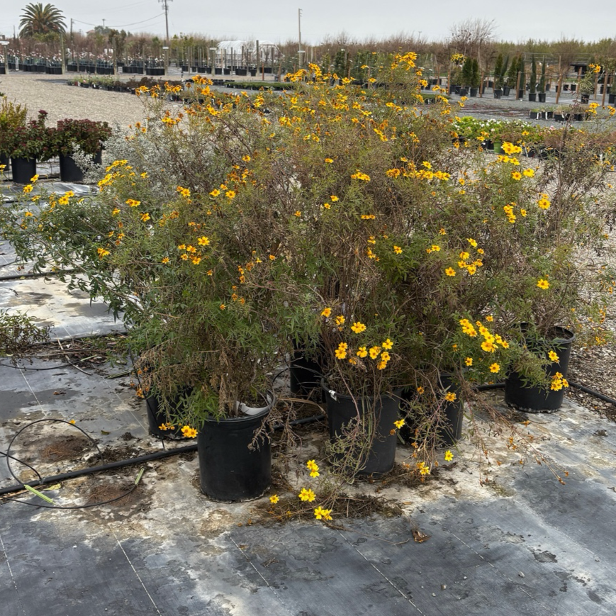 Ground cover plant-Silver Artemisia