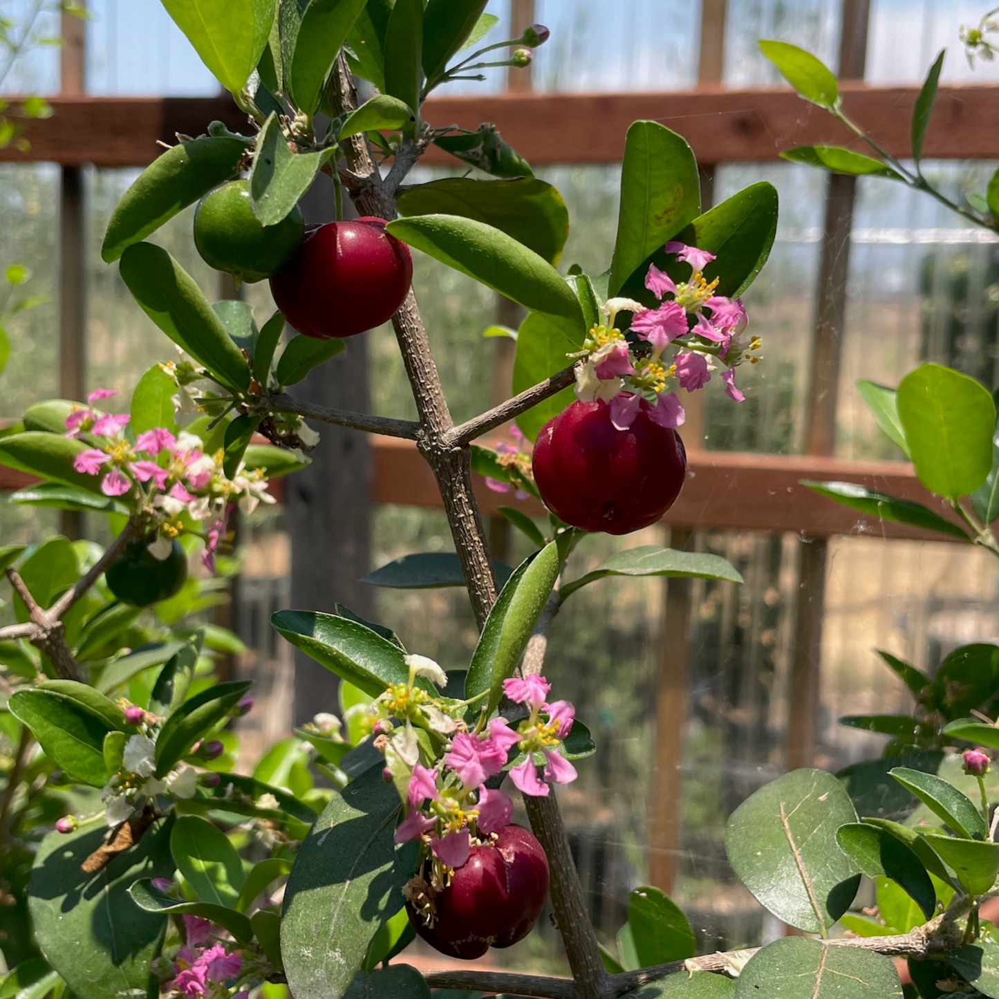 Cherry Trees - Acerola