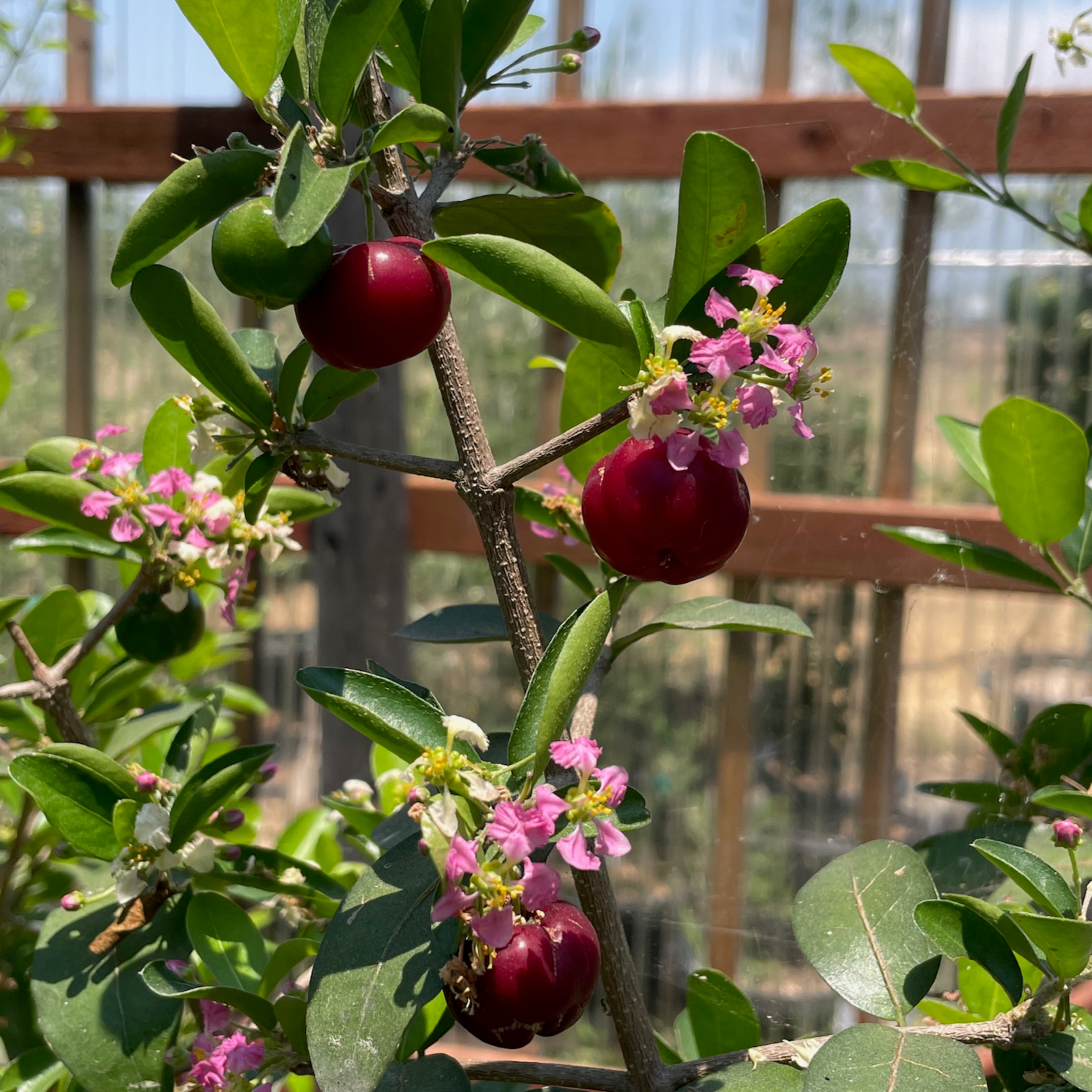 Barbados Cherry