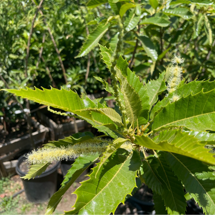 坚果树-板栗树