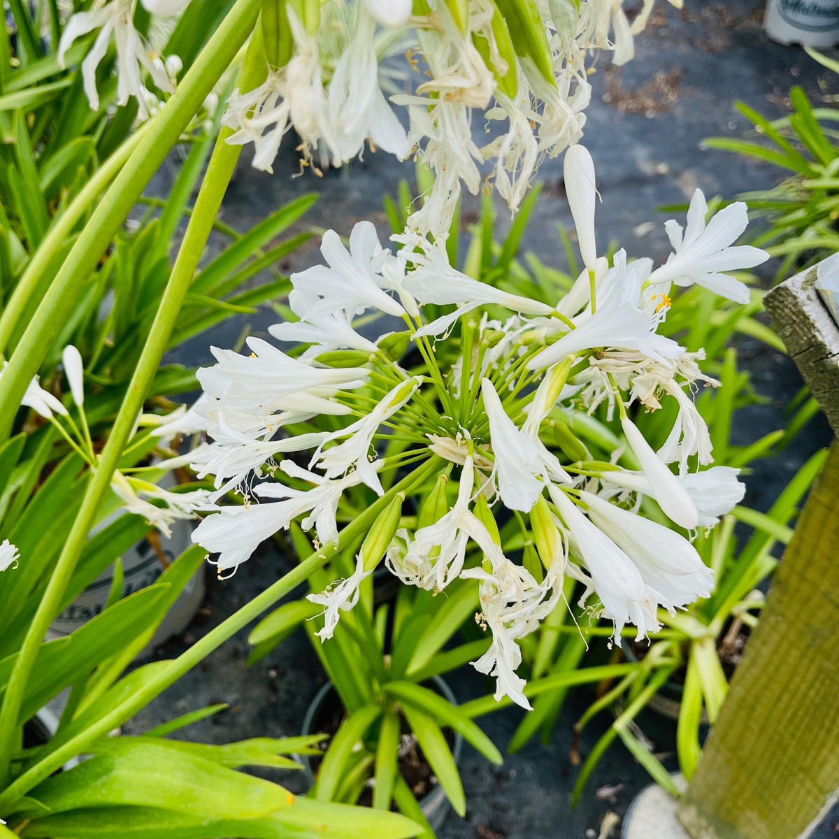 Getty White Lily of the Nile