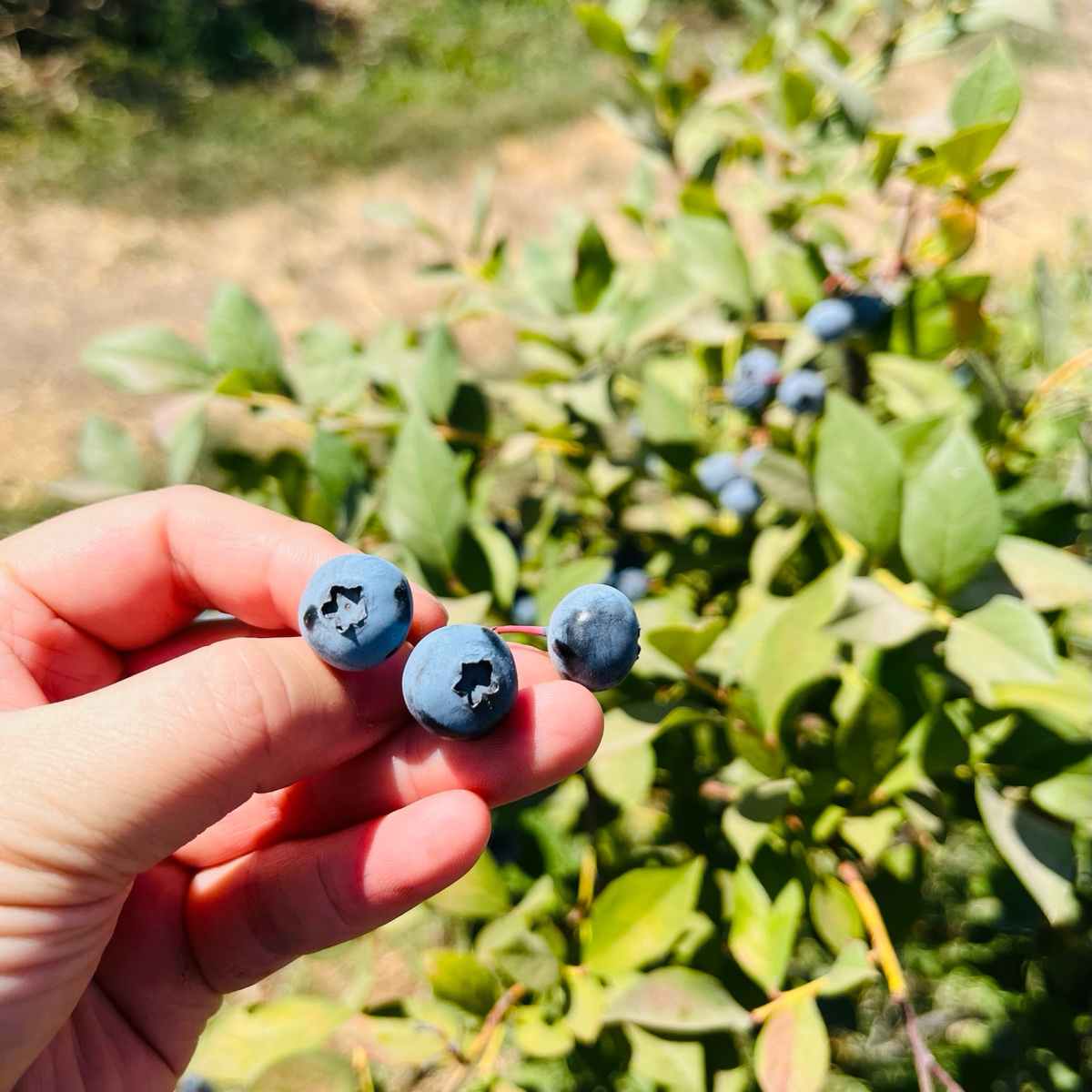 Legacy Northern Highbush  Blueberry