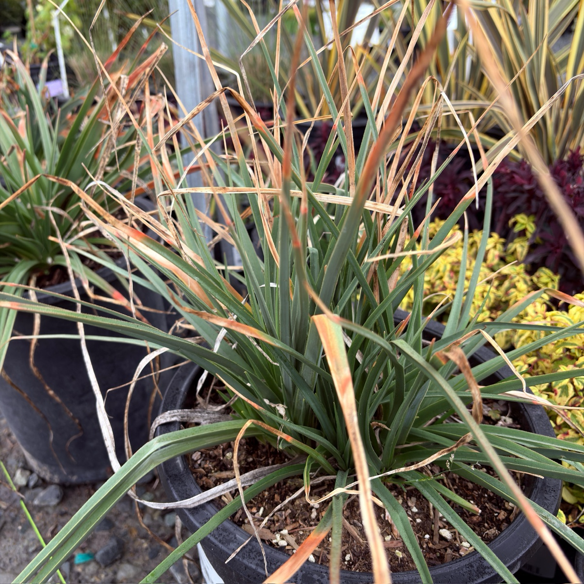 Red-Hot Poker