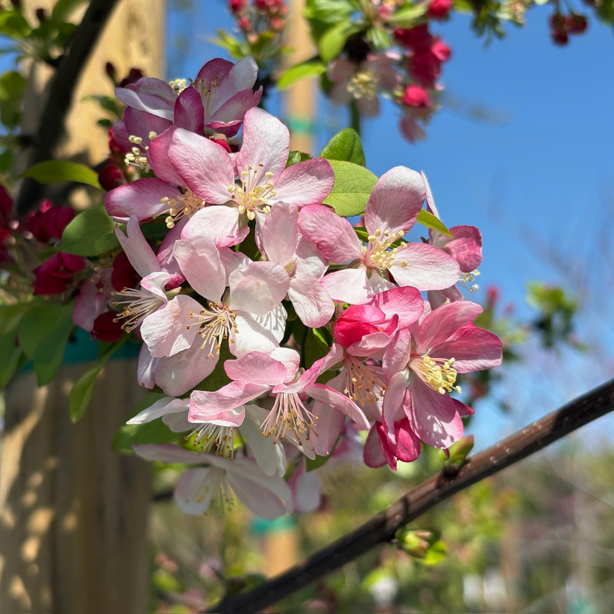 Japanese Flowering Crabapple