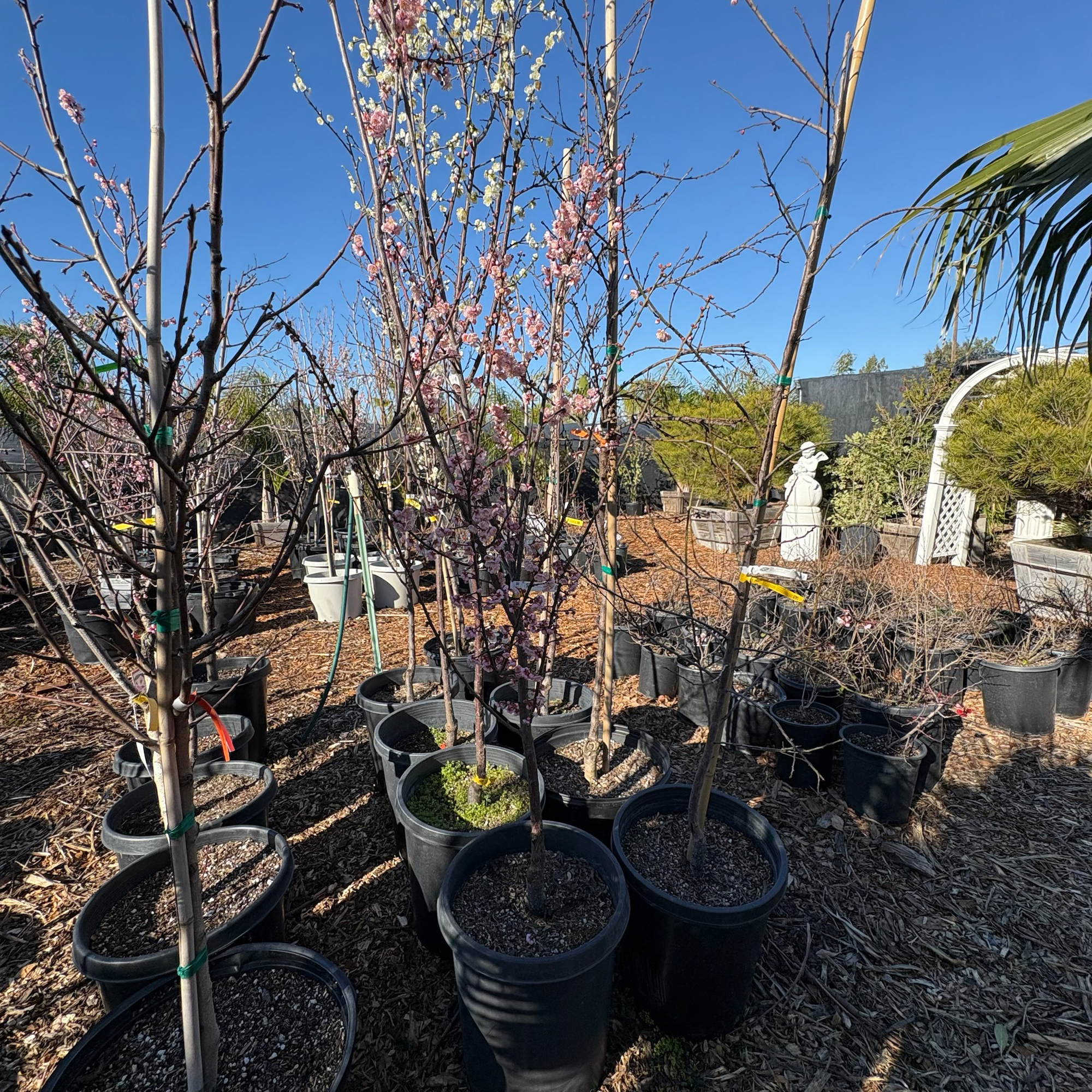 Mokel Janpanese ume plum、Mokel Flowering Apricot