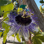 西番莲花-蓝色地平线