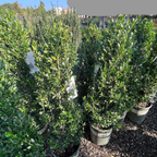Emerald Colonnade ® Holly 