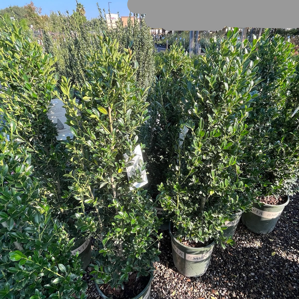 Emerald Colonnade ® Holly 