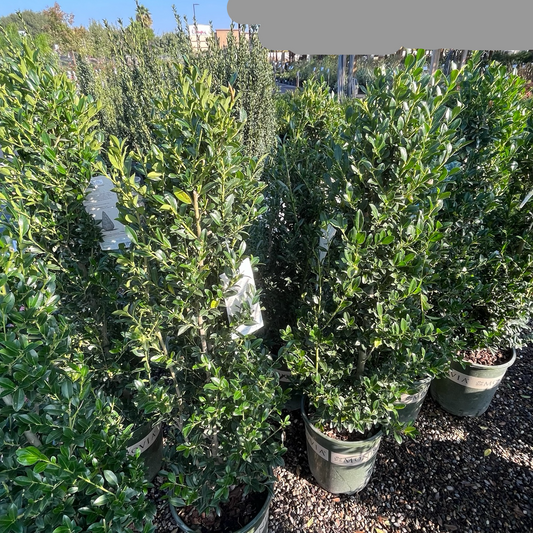 Evergreen Holly - Emerald Column