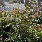 Evergreen Huckleberry