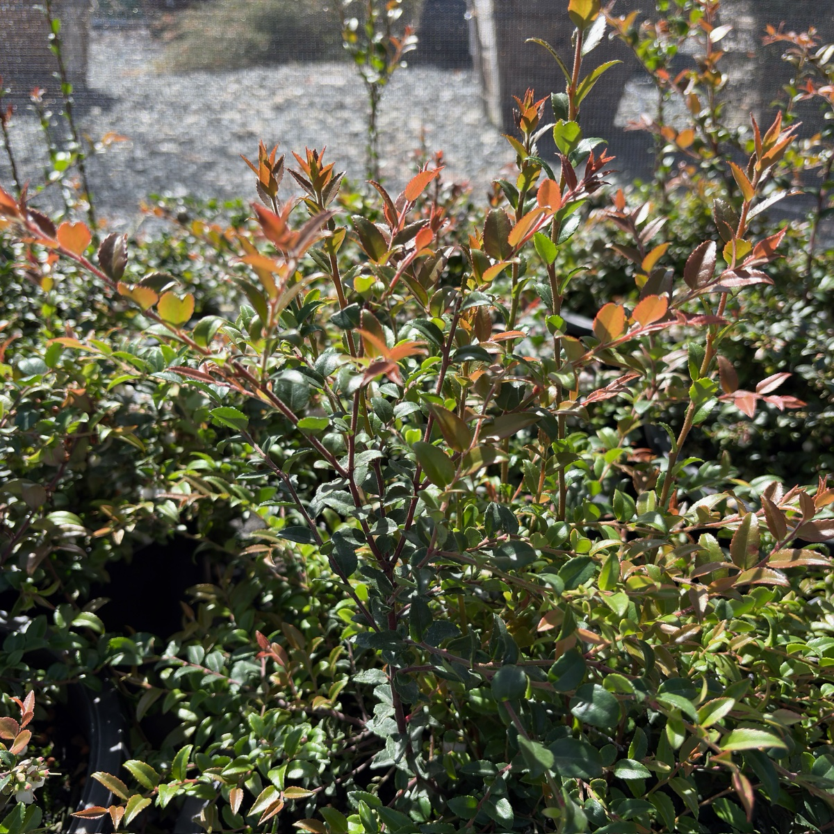 Evergreen Huckleberry