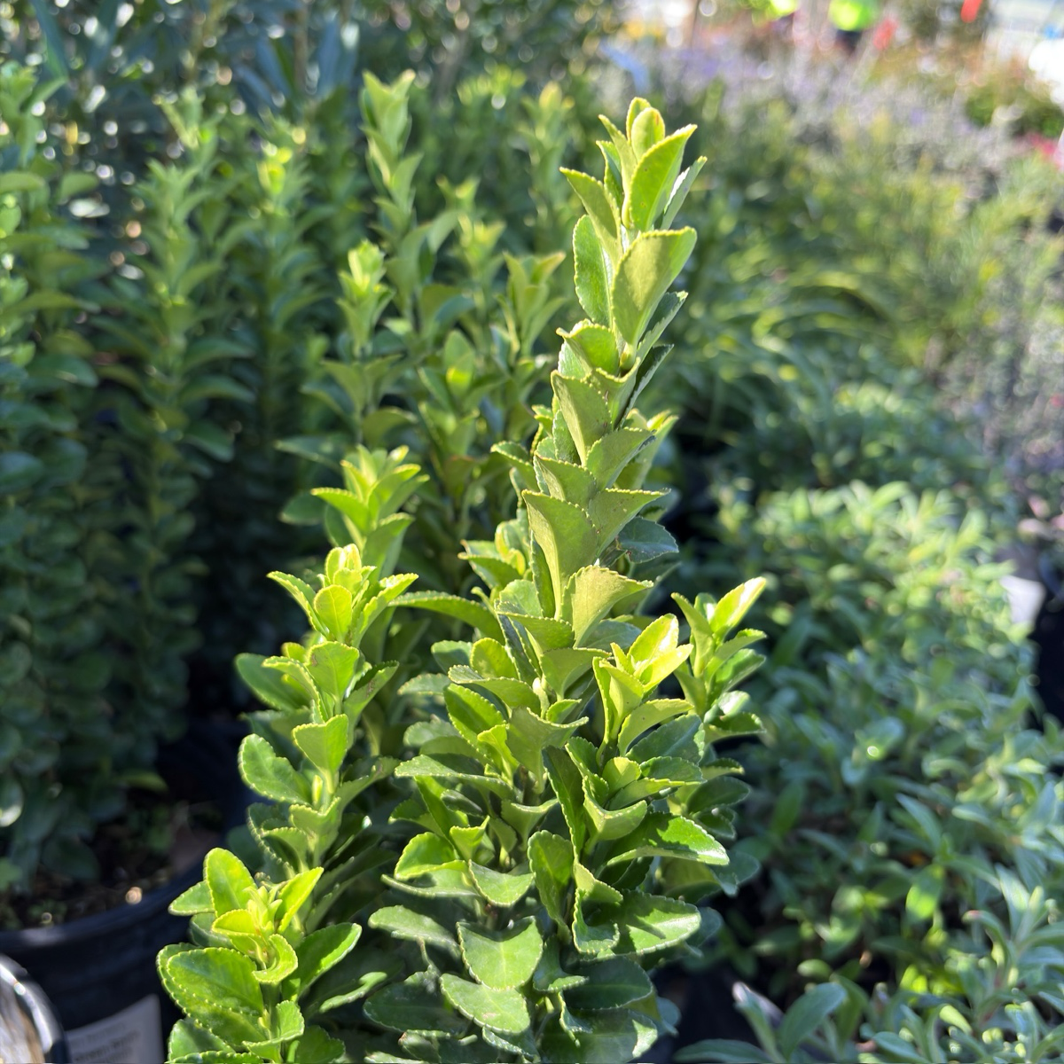 Green spire Euonymus