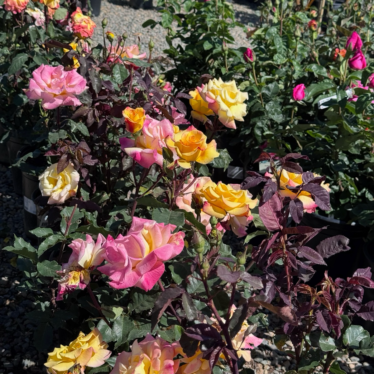 Rio Samba Rose