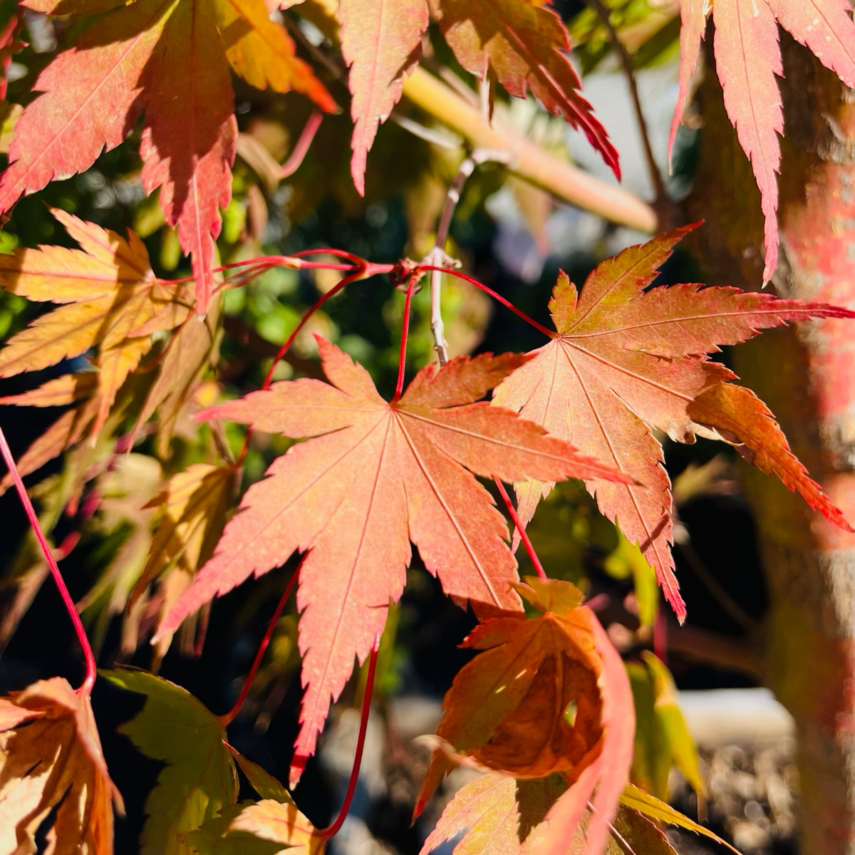 Coral Bark Maple