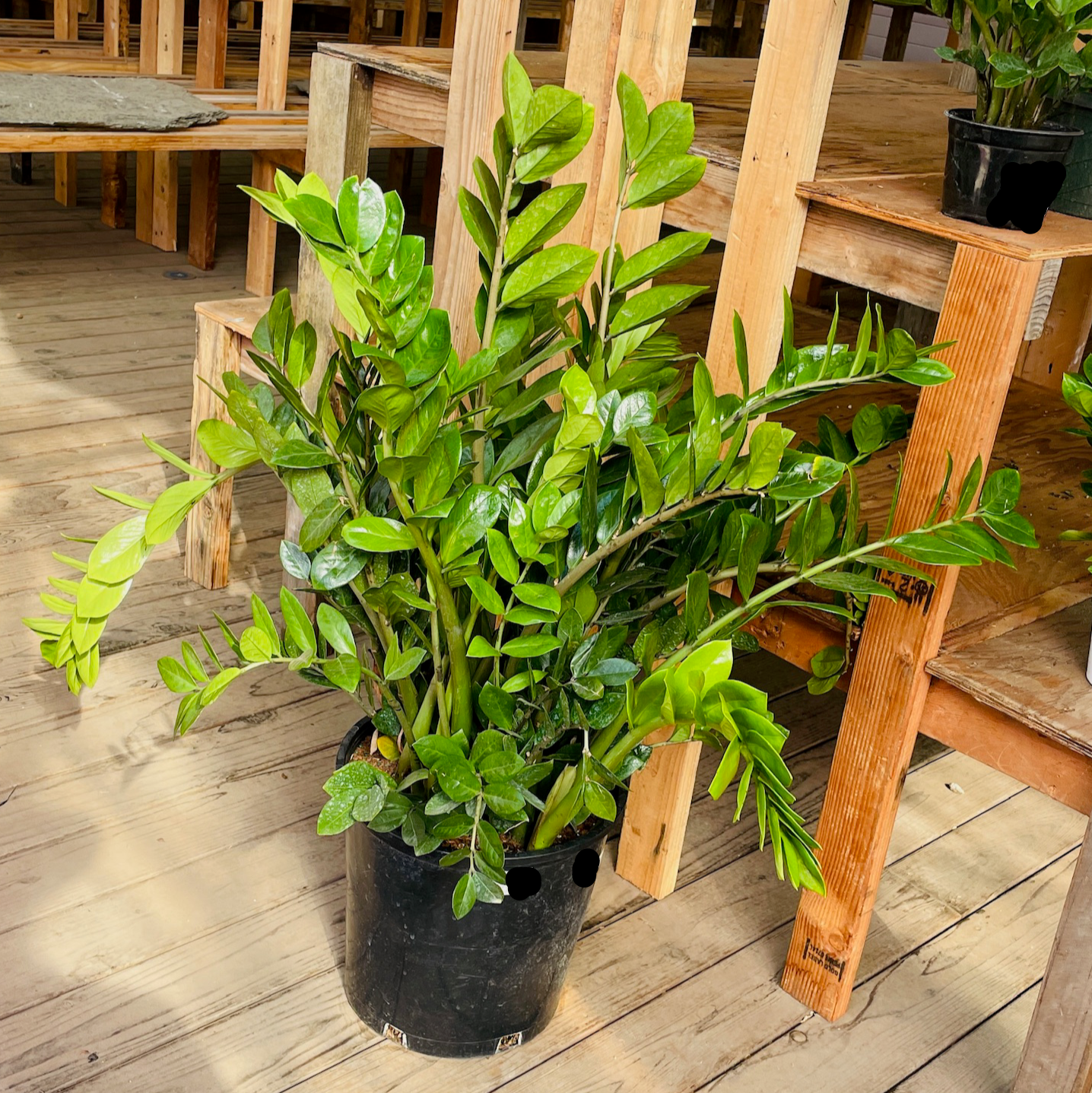 Money Tree-Green 