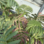 大蜜花