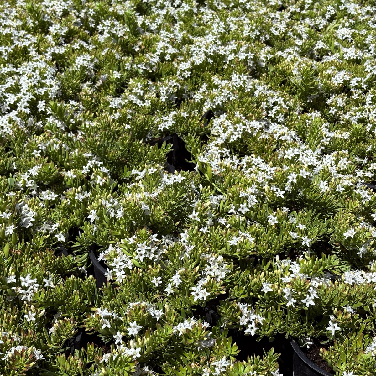 Putah Creek Creeping Myoporum