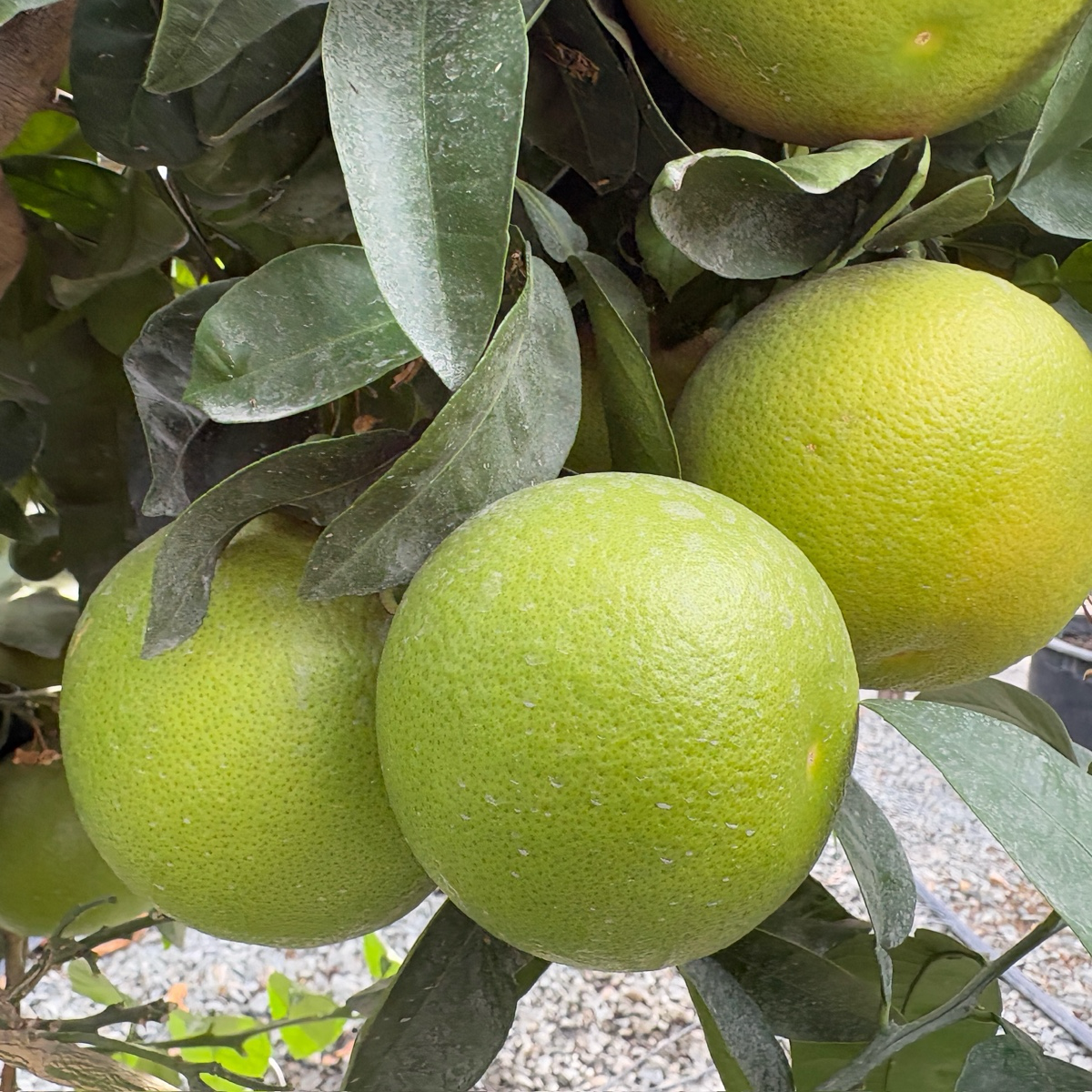 Rio Red Grapefruit