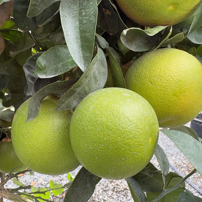 Grapefruit Tree-Rio Red Pomelo