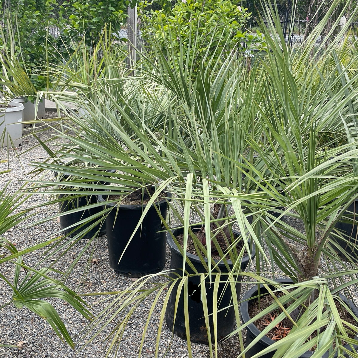 Pindo Palm