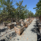 奥克拉马紫荆花