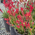 袋鼠爪-丛林游侠