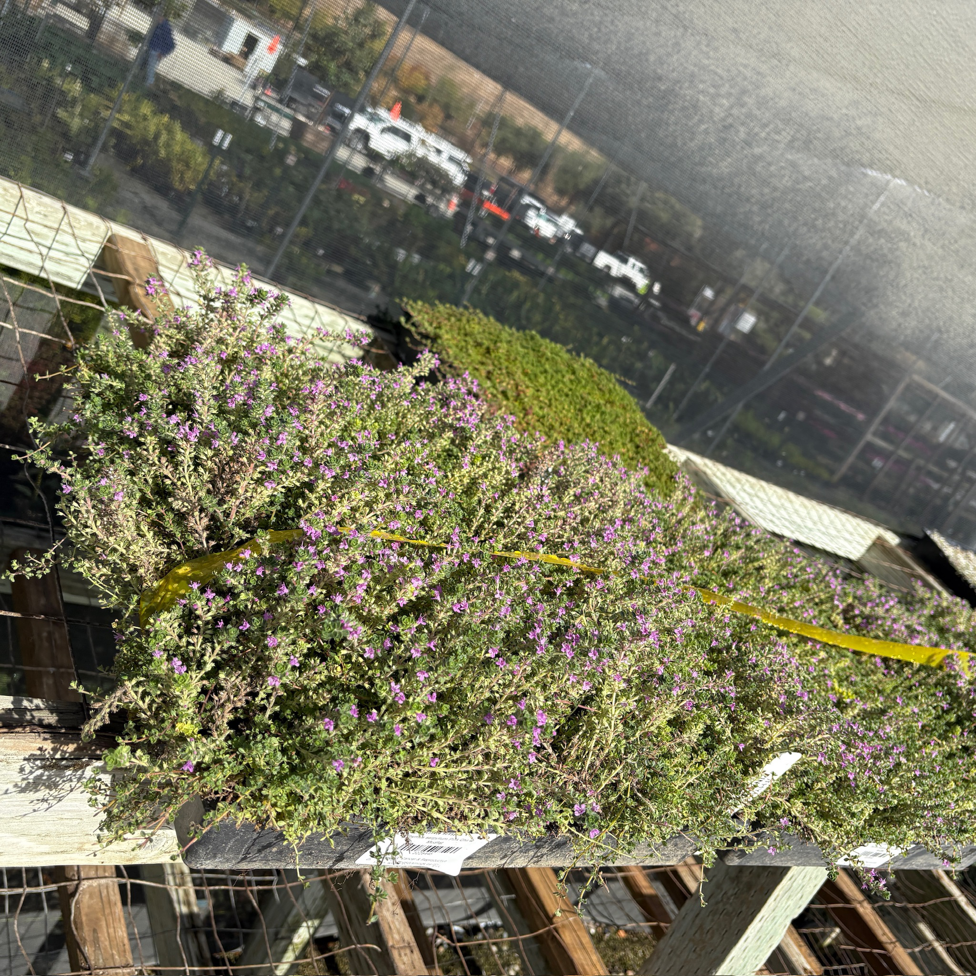 Pink Chintz Creeping Thyme
