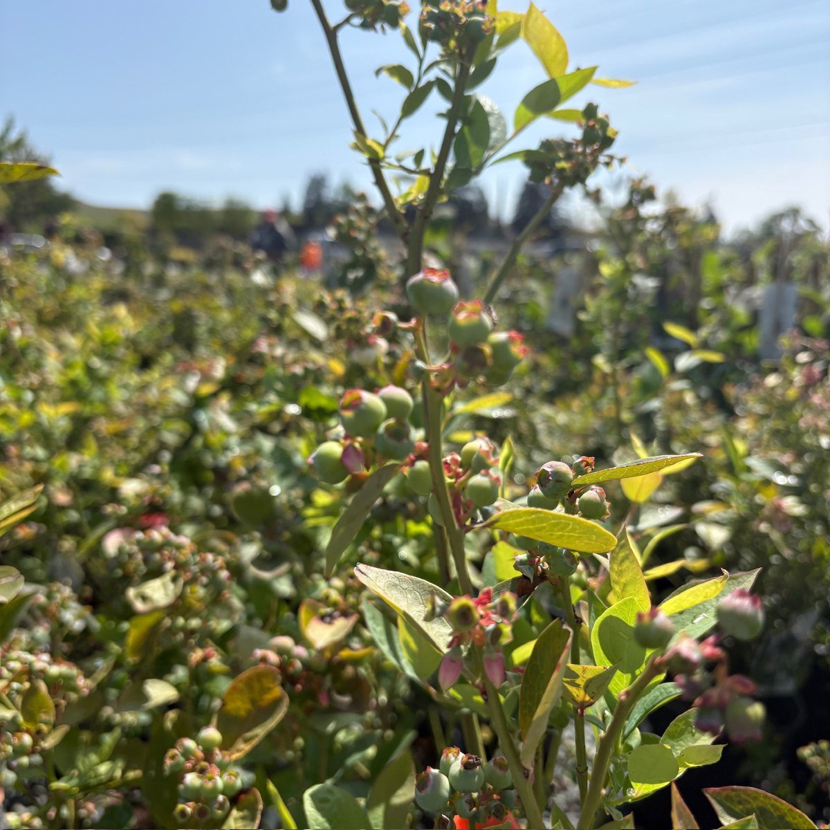 Jubilee Shouthern Highbush Blueberry 