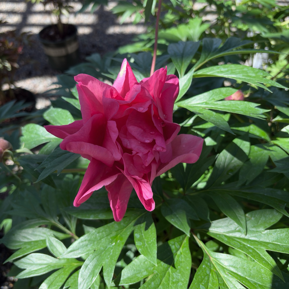 Garden Candy™ Strawberry Swirl Itoh Peony
