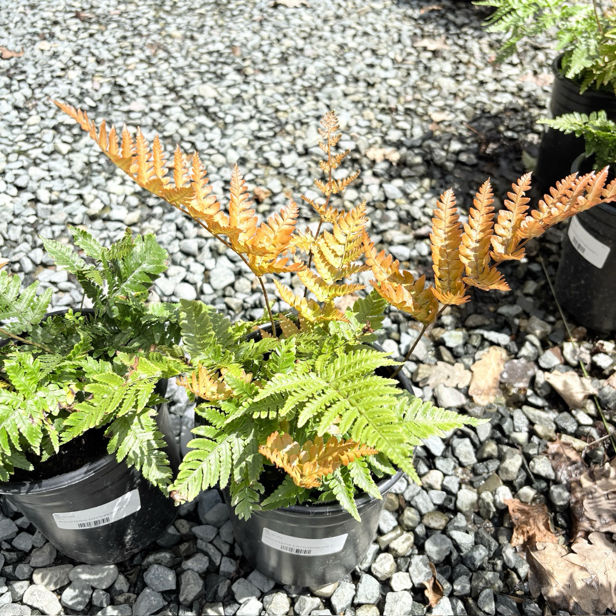 Brilliance Autumn Fern