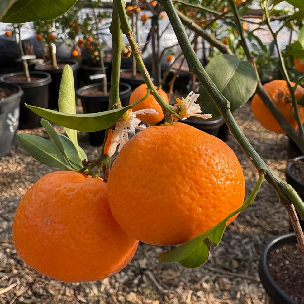 Kishu Seedless Mandarin 