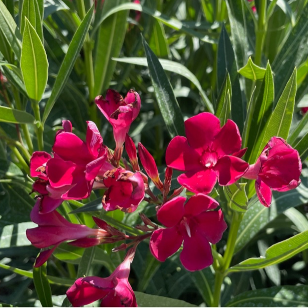 Single Red Oleander