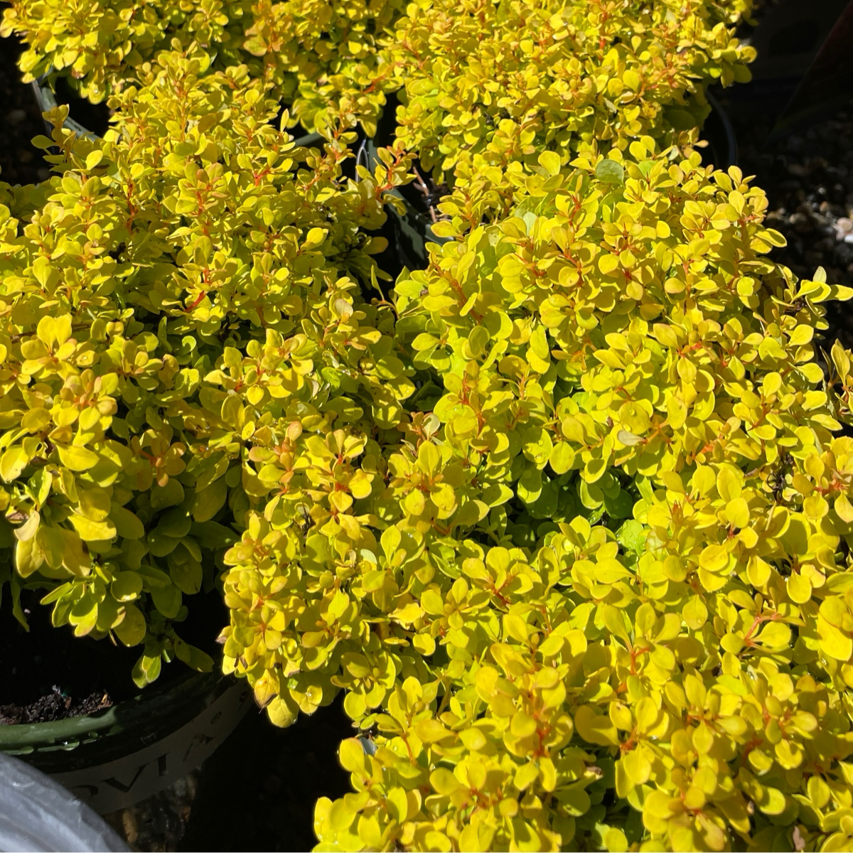 Berberis vulgaris - Golden Berberis