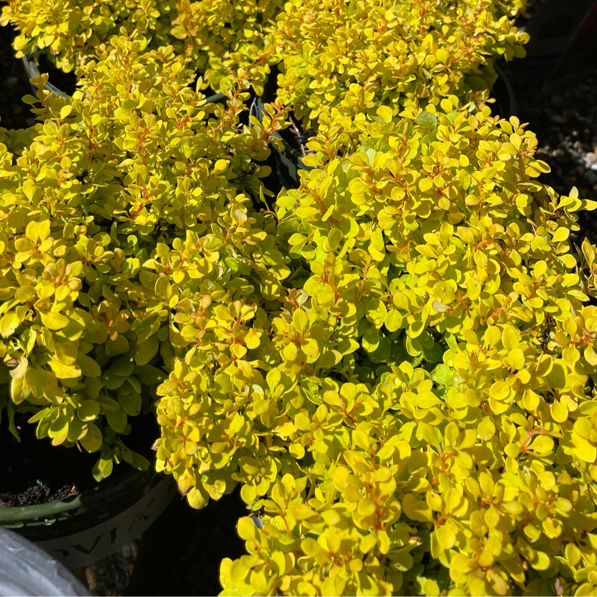 Golden Nugget Barberry