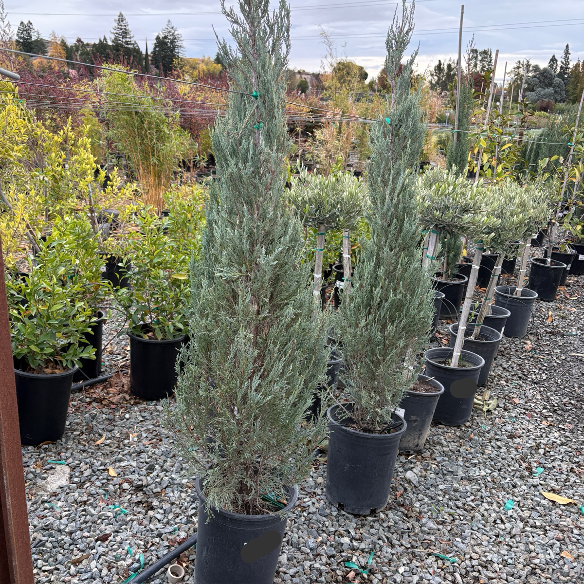 Skyrocket Juniper