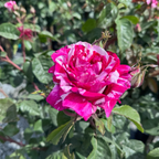 茶香月季-尼尔·戴蒙德月季