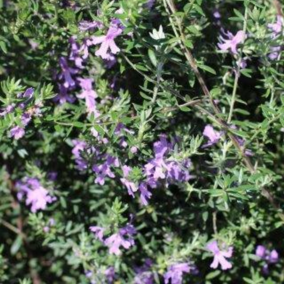 Blue Gem Coast Rosemary