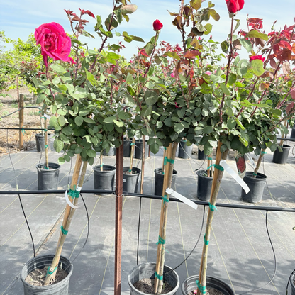 Tea Rose-Black Buck