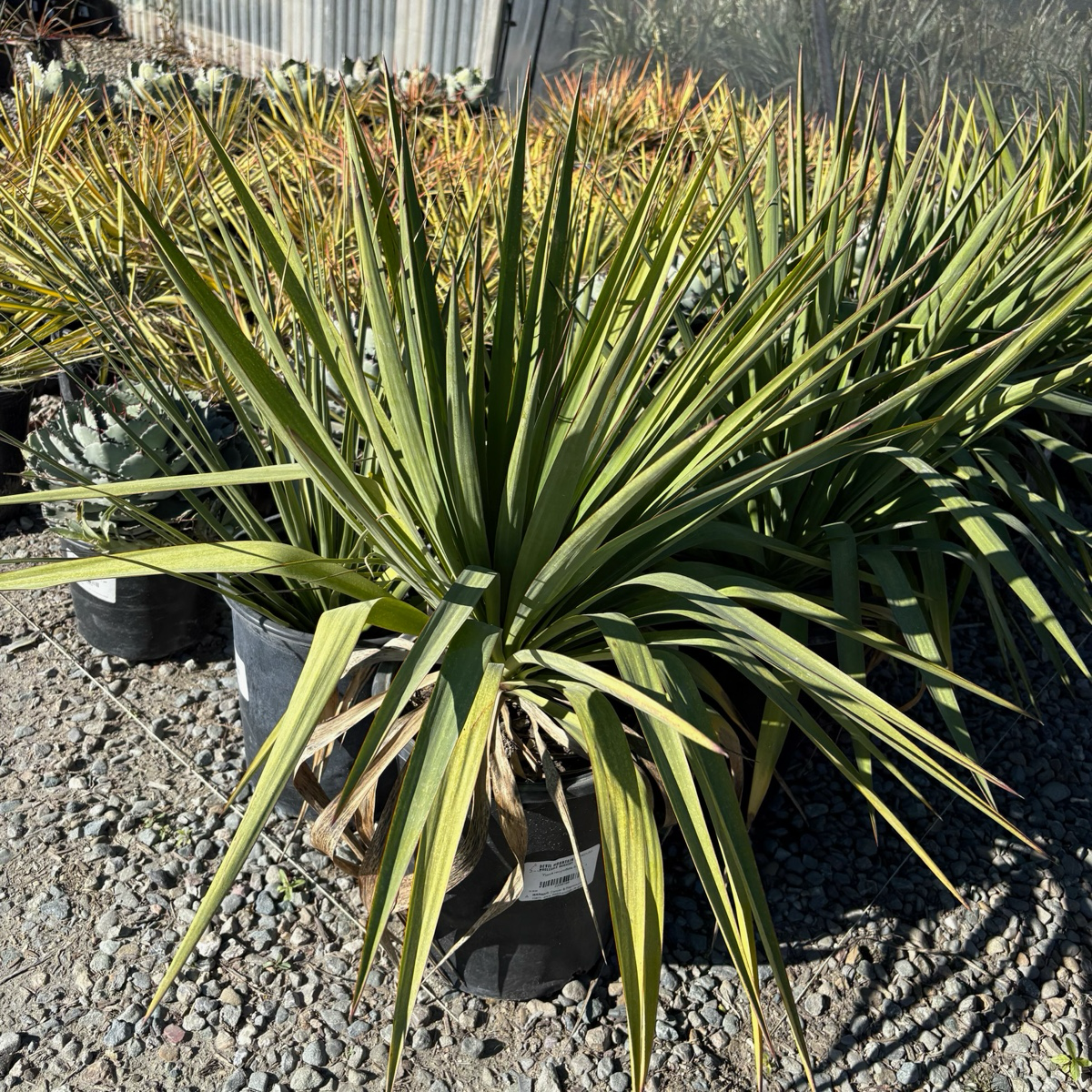 Soft Leaf Yucca