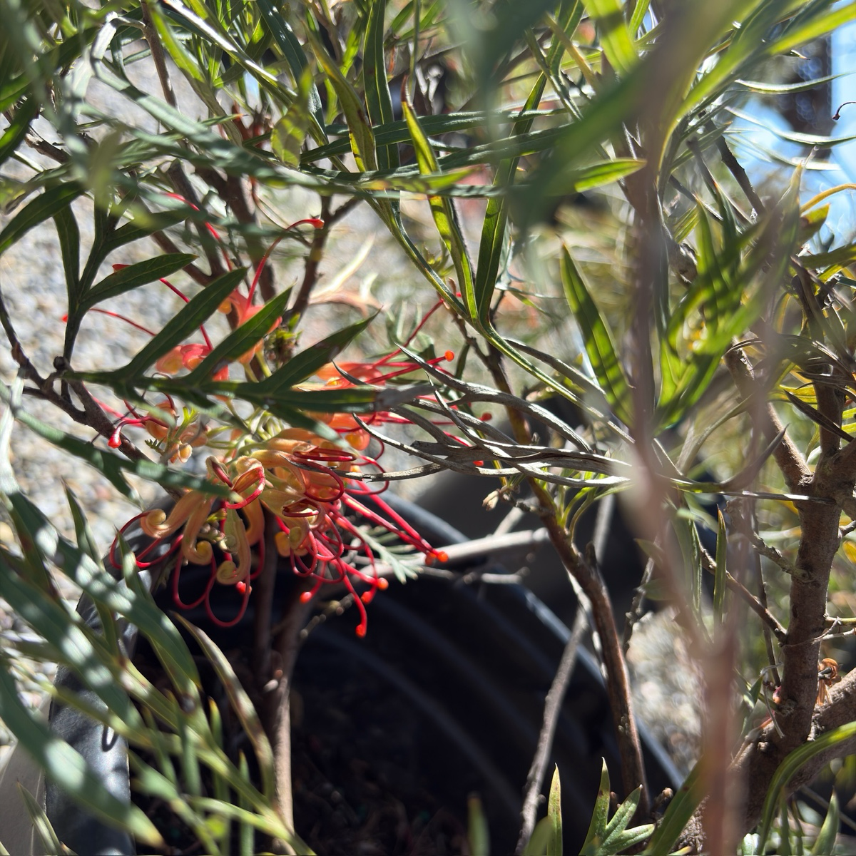 Superb Grevillea