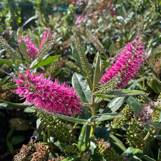 Long-step flower-pink flower