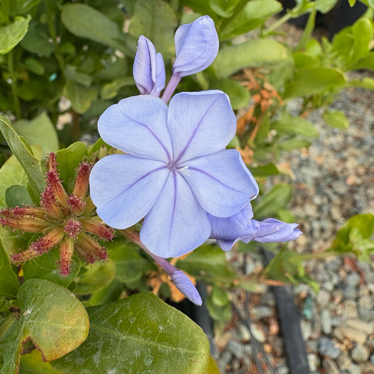 蓝雪花