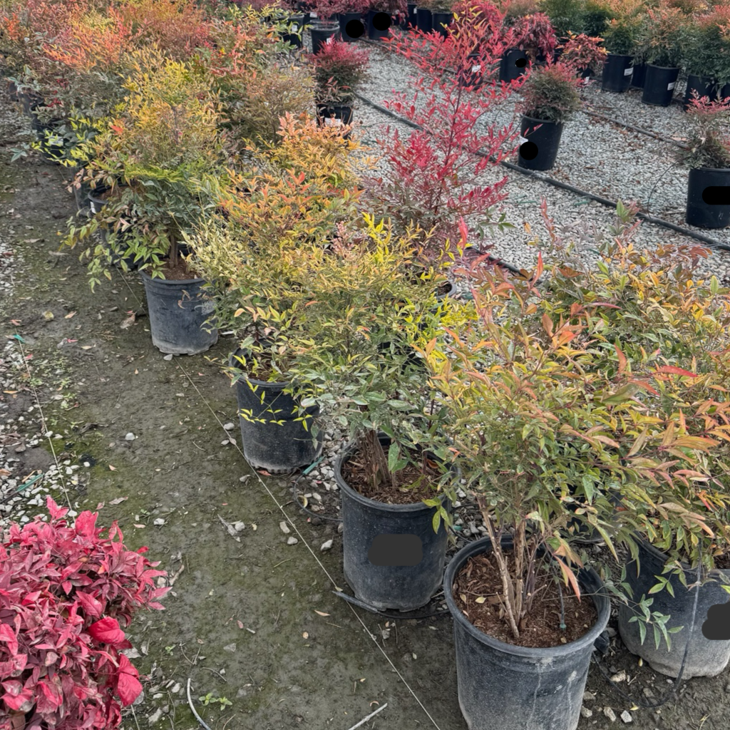 Nandina domestica 