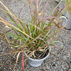 兔尾草
