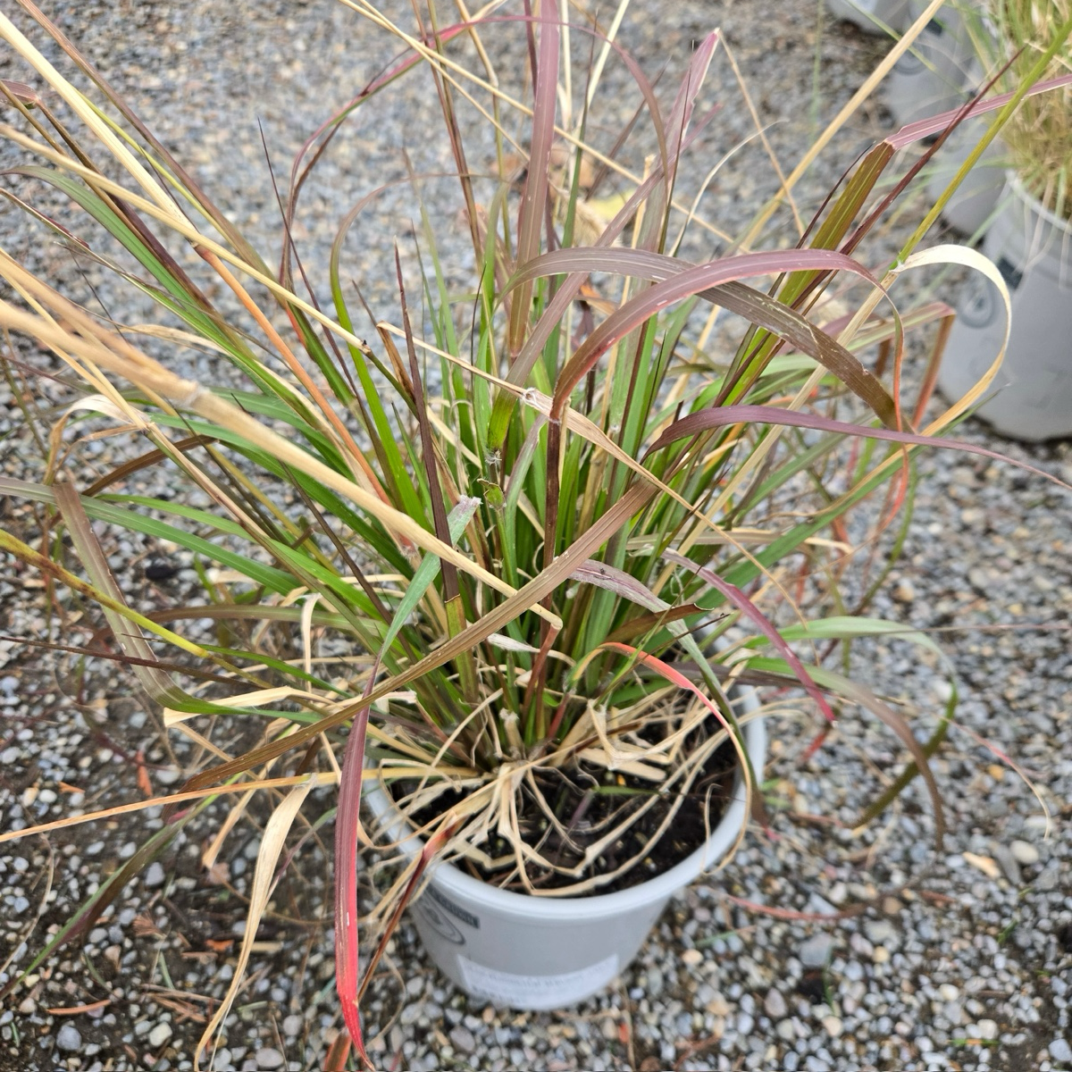 Pennisetum Bunny Tails