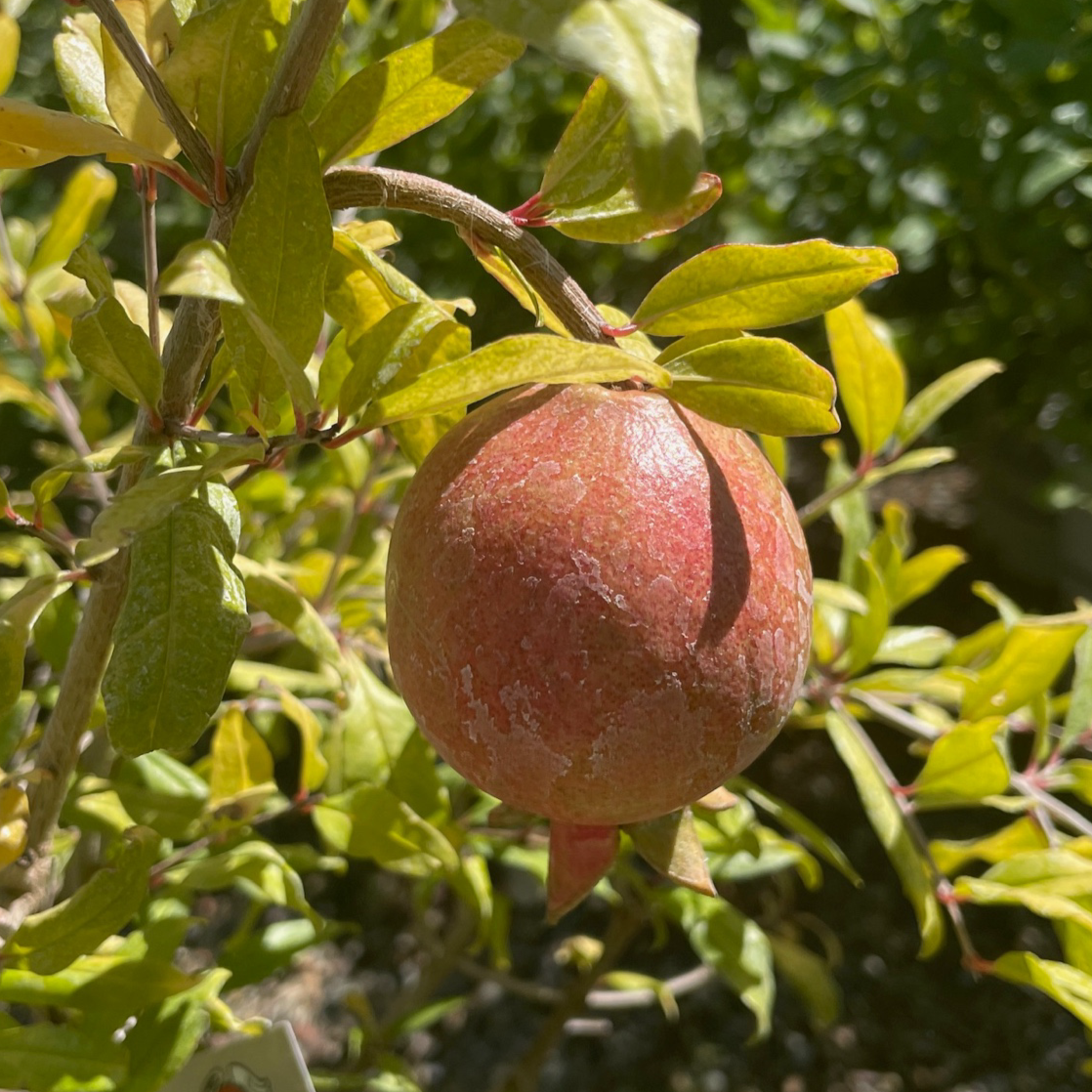 Soft Seed Pomegranate Tree-Angel Red