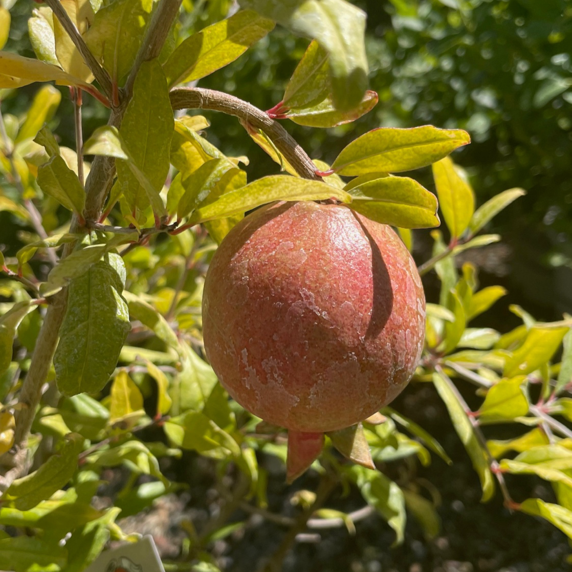 Angel Red Pomegranate