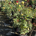 茶香月季-黄金圣帕特