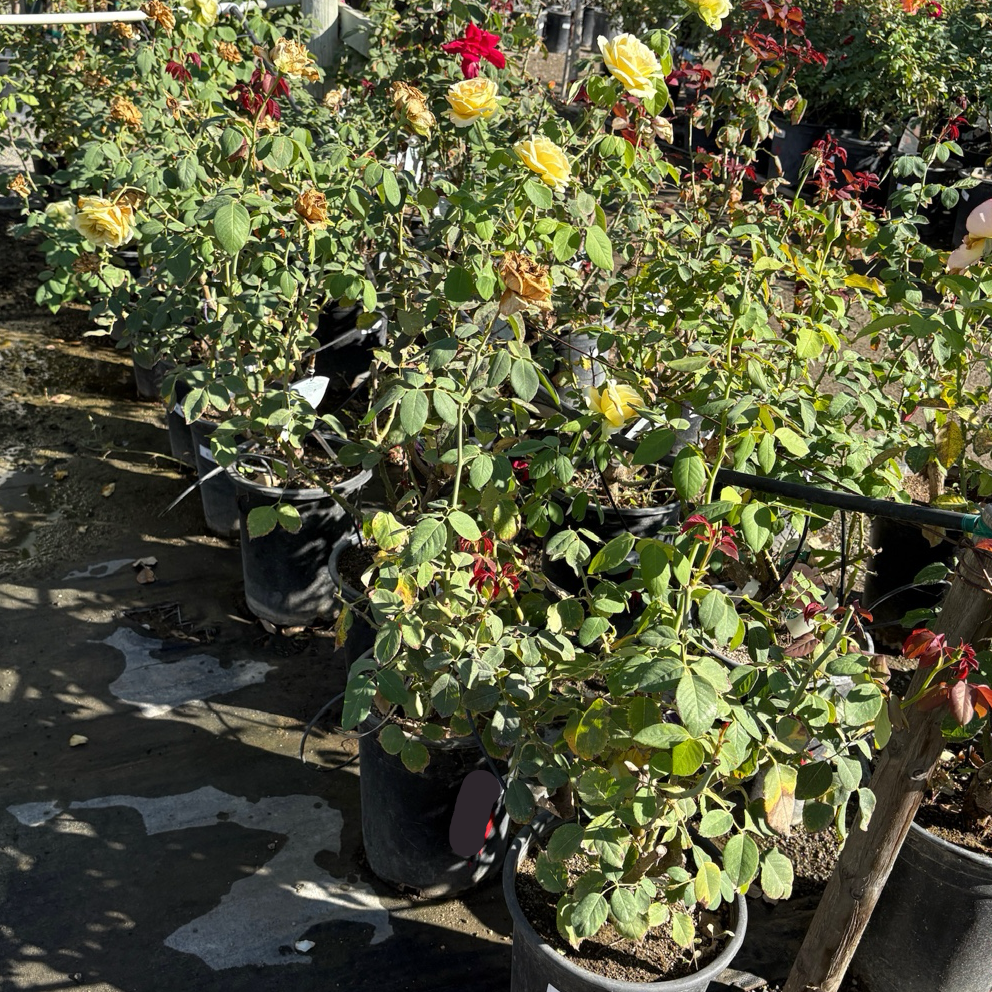 茶香月季-黄金圣帕特