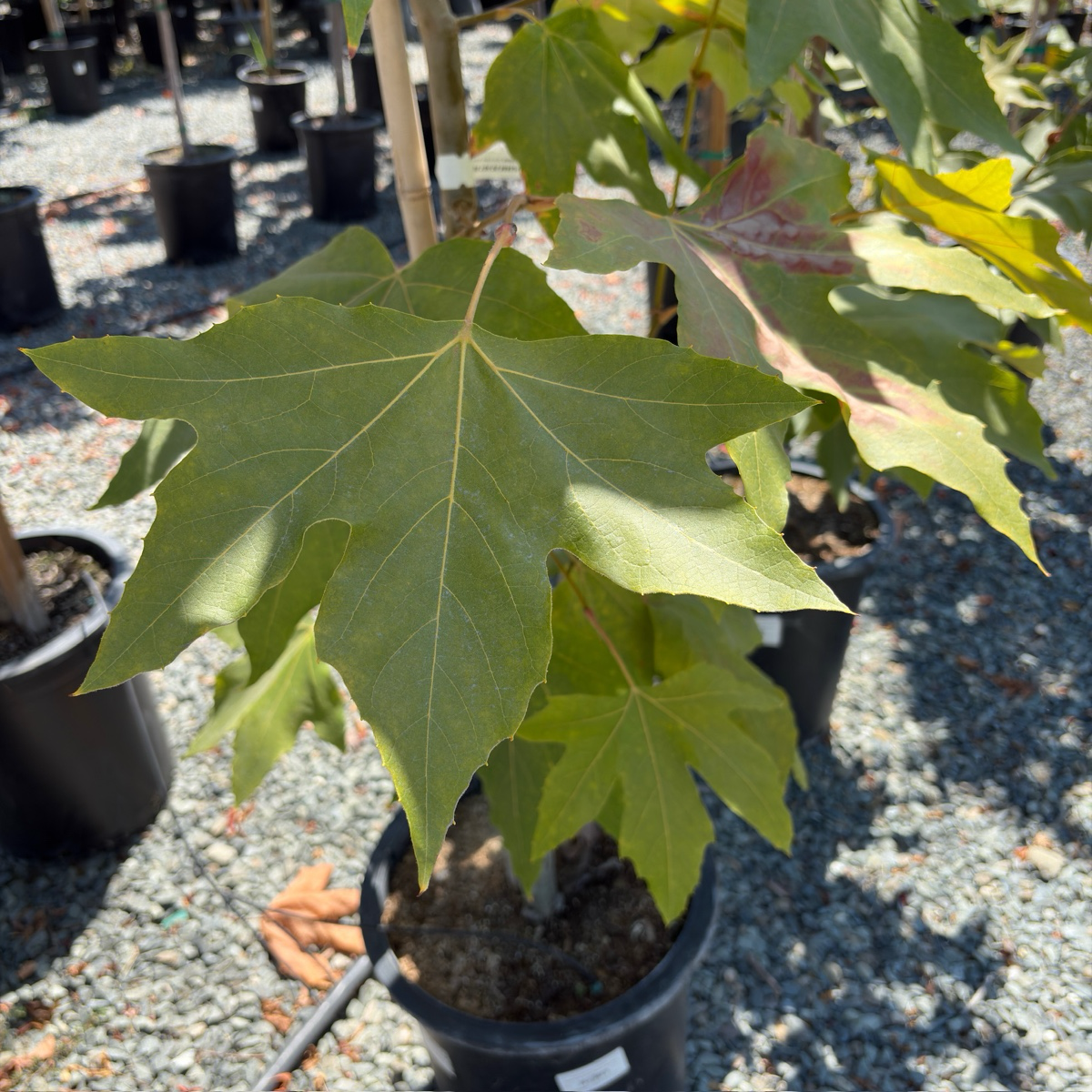 Western Sycamore